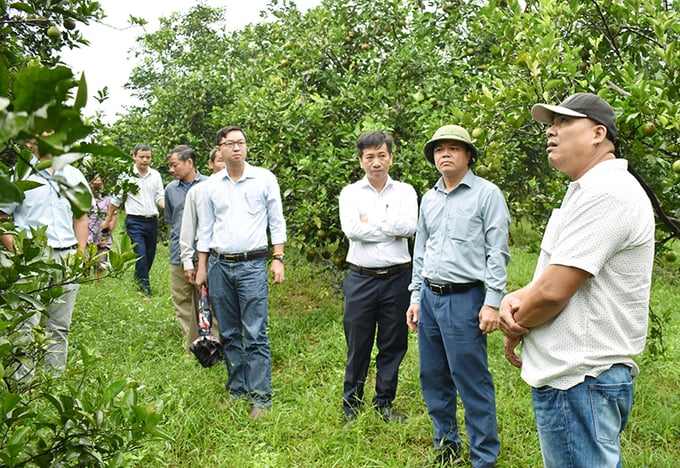 Xây dựng mô hình sản xuất giống cam Nam Đông đạt tiêu chuẩn VietGAP