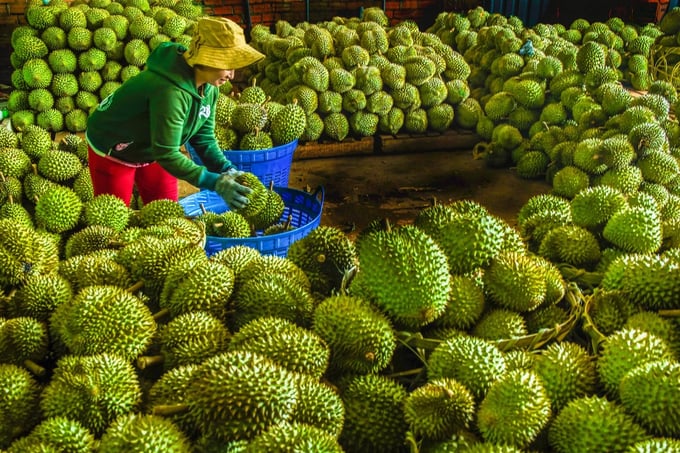 Sầu riêng là một trong những mặt hàng nông sản xuất khẩu chủ lực của Việt Nam sang Trung Quốc. 