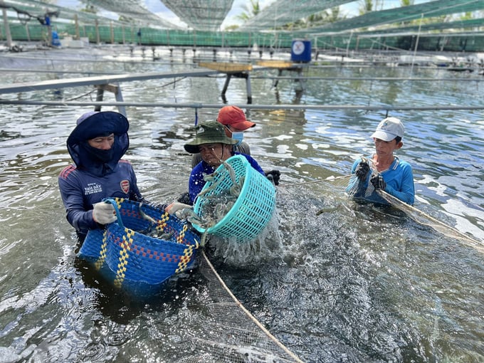 Năm 2023 xuất khẩu thủy sản của tỉnh Bạc Liêu cán đích 1 tỷ USD. Ảnh: Trọng Linh.