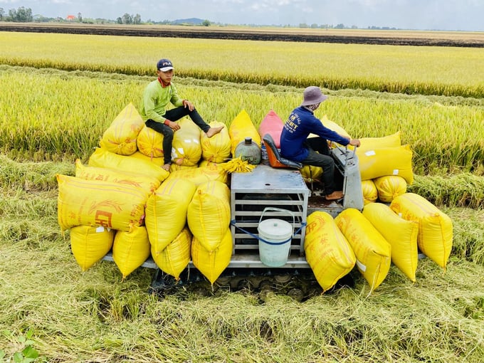 Hiện Bảo hiểm Agribank đang nghiên cứu và phát triển các sản phẩm quản lý rủi ro phục vụ đề án phát triển 5 vùng nguyên liệu đạt chuẩn và đề án 1 triệu hecta lúa chất lượng cao do Bộ NN&PTNT triển khai. Ảnh: NNVN.