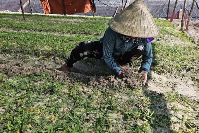 Bà Nguyễn Thị Lài vun cát lên luống để cho Sa Sâm phát triển tốt hơn. Ảnh: Tâm Đức