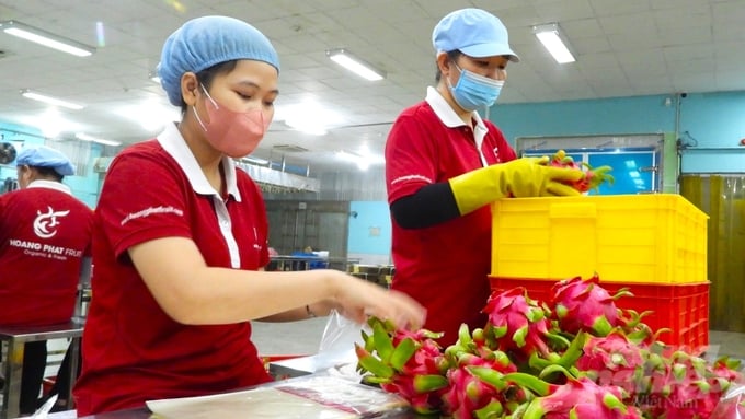 Công ty TNHH Hoàng Phát Fruit luôn cố gắng hỗ trợ bà con sản xuất thanh long sạch, đúng quy trình. Ảnh: Trần Trung.