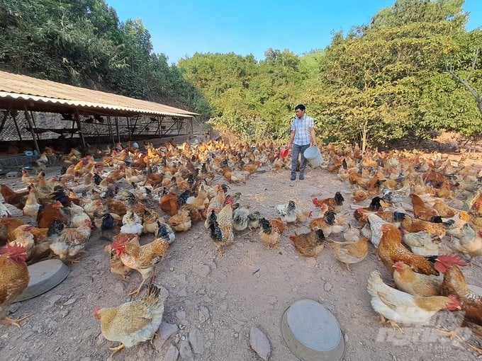 Mô hình chăn nuôi gà Tiên Yên của anh Trần Văn Hoan (xã Hà Lâu, huyện Tiên Yên). Ảnh: Nguyễn Thành.