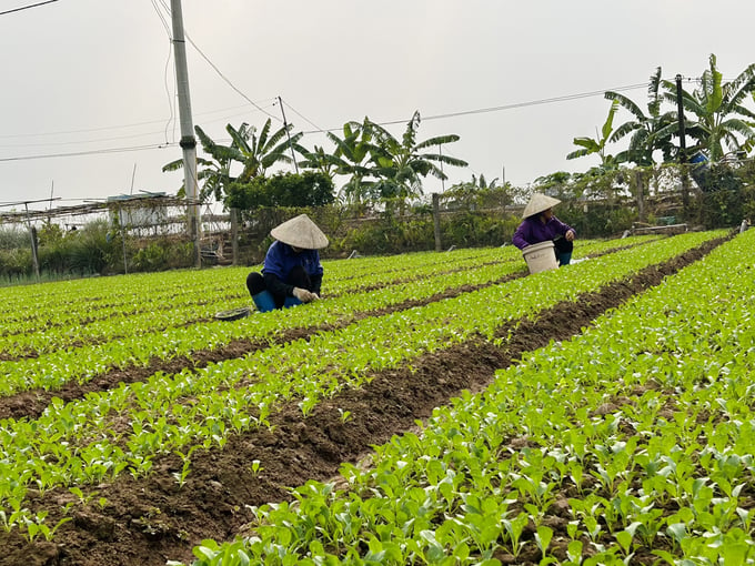 Hợp tác xã rau an toàn Văn Đức (Gia Lâm, Hà Nội) đã được cấp mã số vùng trồng. Ảnh: Phương Thảo.