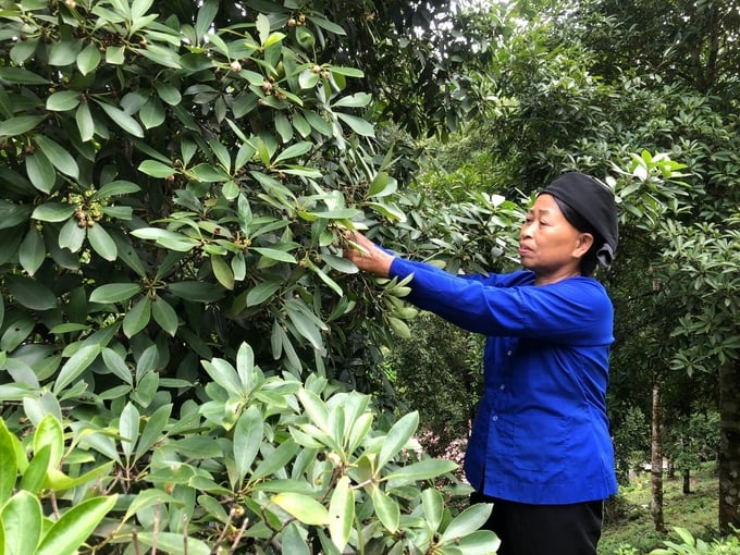 Người dân xã Quang Trung, huyện Bình Gia, tỉnh Lạng Sơn chăm sóc hồi. Ảnh: Nguyễn Thành.