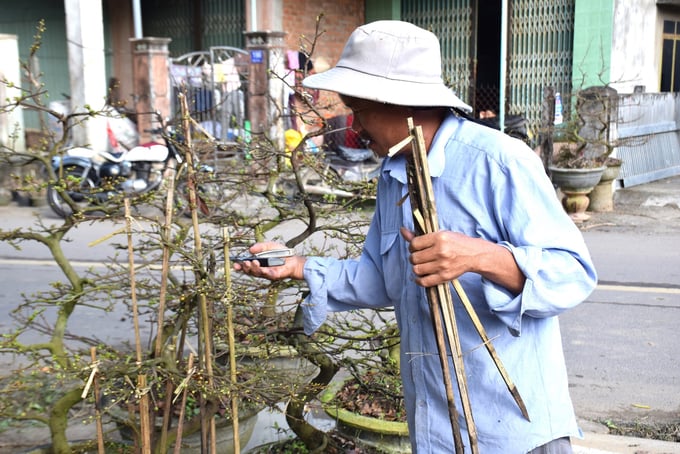 Anh Nguyễn Ngọc Minh (54 tuổi), người có thâm niên trên 20 năm trồng mai cảnh ở làng mai Háo Đức nói: 'Chưa bao giờ mai cảnh ế ẩm như năm nay'. Ảnh: V.Đ.T.