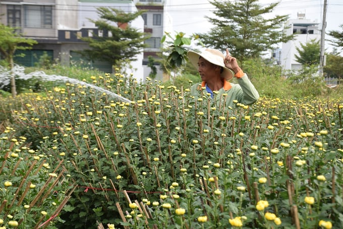 Anh Lâm Văn Định (56 tuổi) ở phường Bình Định (thị xã An Nhơn, Bình Định), đang phấn khởi vì 700 chậu cúc của anh hiện nay đã được thương lái mua hết. Ảnh: V.Đ.T.