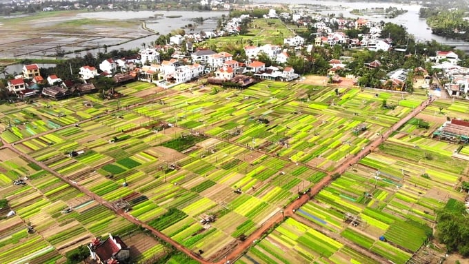 Làng Trà Quế có diện tích trồng rau khoảng 18ha nằm cách TP Hội An (Quảng Nam) khoảng 2,5km. Ảnh: L.K.