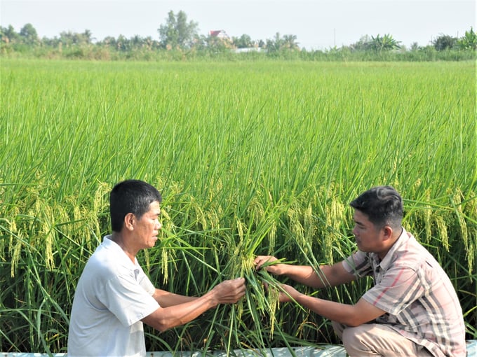 Ngay trong vụ lúa đông xuân 2023 - 2024 tỉnh Kiên Giang đã khảo sát và đăng ký tham gia Đề án với diện tích 60.000ha, trong đó diện tích đã tham gia dự án VnSAT là 24.738ha. Ảnh: Trung Chánh.