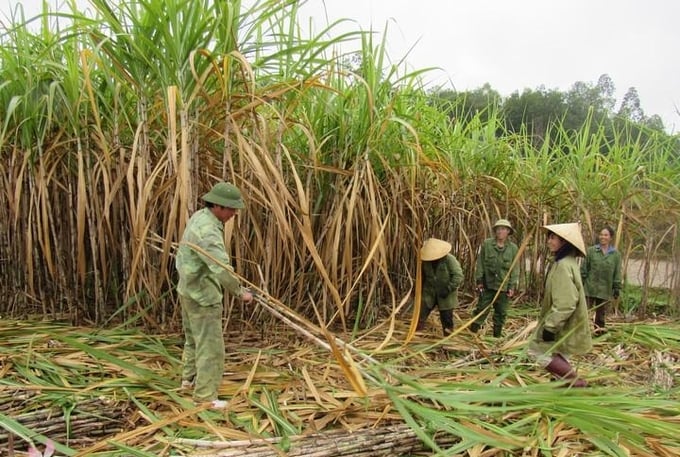 Cây mía đang dần lấy lại chỗ đứng sau giai đoạn dài gặp khó khăn. Ảnh: THNA.