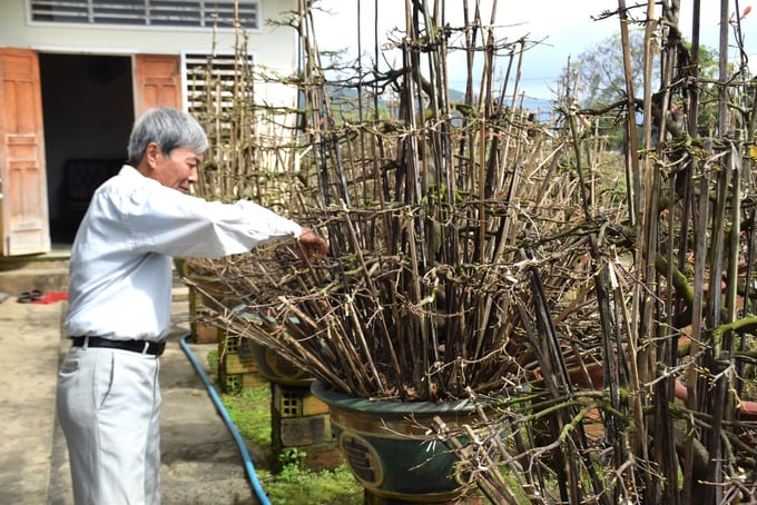 Đến giờ này lão nông Lê Văn Ánh ở thôn Háo Đức, xã Nhơn An (thị xã An Nhơn, Bình Định) chưa bán được cây mai nào. Ảnh: V.Đ.T.