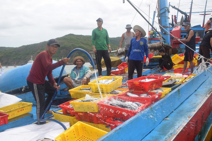 Tàu đánh bắt cá ngừ sọc dưa của ngư dân Bình Định cập Cảng cá Quy Nhơn bán sản phẩm. Ảnh: V.Đ.T.