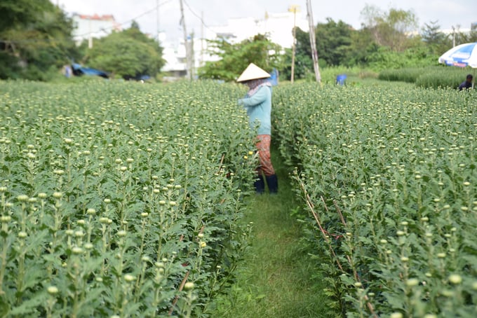 Người trồng cúc ở phường Bình Định (thị xã An Nhơn, Bình Định), đang tích cực chăm sóc cúc đợi đến 20 tháng Chạp thương lái đến chở. Ảnh: V.Đ.T.