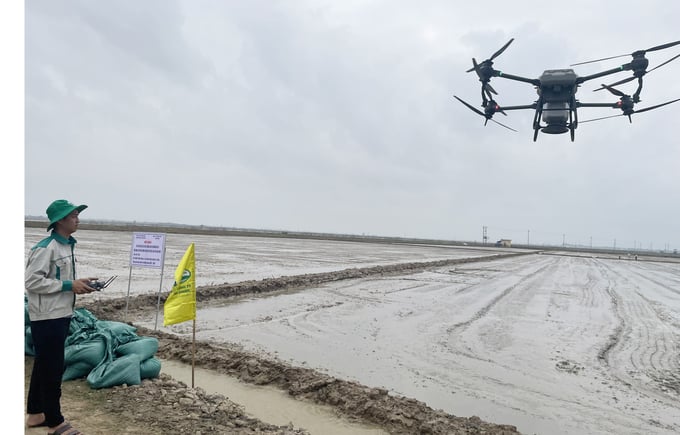 Theo tính toán, việc áp dụng thiết bị bay không người lái vào sản xuất lúa tại mô hình sẽ giúp giảm chi phí sản xuất khoảng 10 triệu đồng/ha. Ảnh: Tâm Đức.