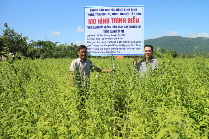 Mô hình thâm canh cây mè trên đất chuyển đổi tại xã Tây Giang (huyện Tây Sơn, Bình Định) cho hiệu quả cao rõ rệt, được nông dân đón nhận, nhân rộng. Ảnh: V.Đ.T.