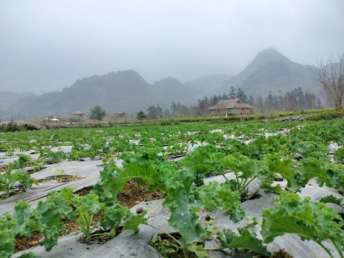 Nông trại Kale Farm ở thôn Pả Chư Tỷ, xã Lùng Phình chuyên sản xuất rau màu hữu cơ, với các loại rau ôn đới đặc sản sản như cải kale, bắp cải và dâu tây. Nông trại có phong cảnh đẹp, là điểm đến yêu thích của khách du lịch. Ảnh: Xuân Cường.