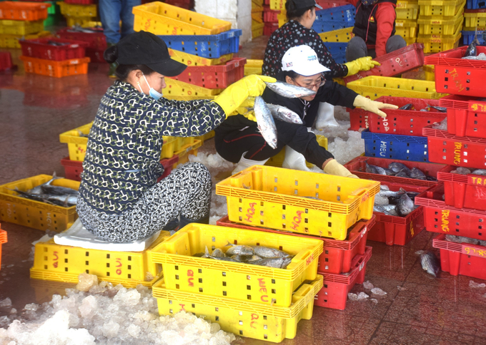 Thương lái trong nhà lồng trong Cảng cá Quy Nhơn (Bình Định) rộn ràng tiếp nhận cá ngừ sọc dưa từ các tàu cá. Ảnh: V.Đ.T.