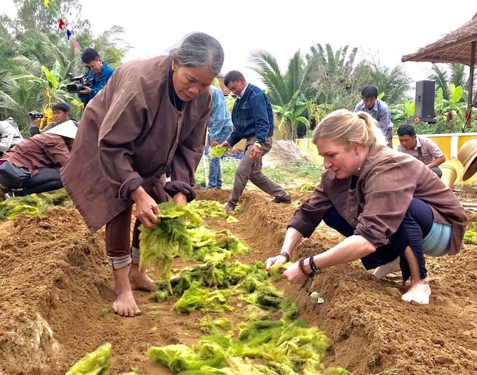 Người dân Trà Quế dùng rong vớt lên từ các con sông, đầm trong vùng để làm phân bón cho rau. Ảnh: L.K.