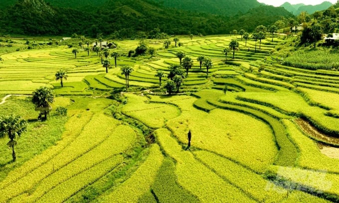 Một góc cánh đồng ruộng bậc thang ở Bản Tèn. Ảnh: Đào Thanh.