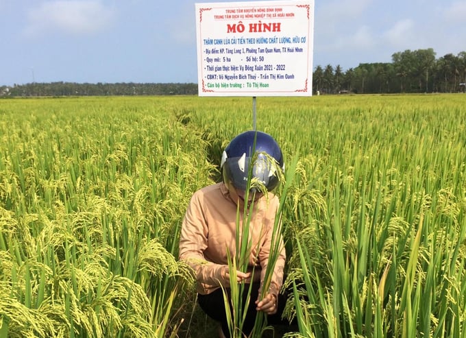 Mô hình sản xuất lúa hữu cơ tại phường Tam Quan Nam (thị xã Hoài Nhơn) do Trung tâm Khuyến nông Bình Định xây dựng. Ảnh: V.Đ.T.