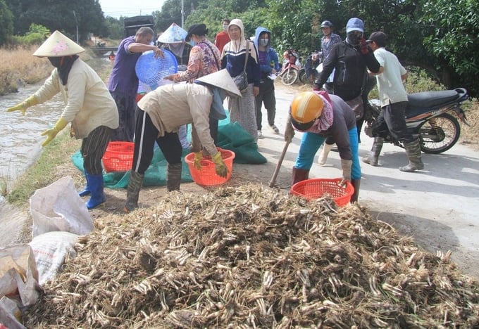 Kiều năm nay mất mùa, mất giá khiến nông dân kém vui. Ảnh: KS.