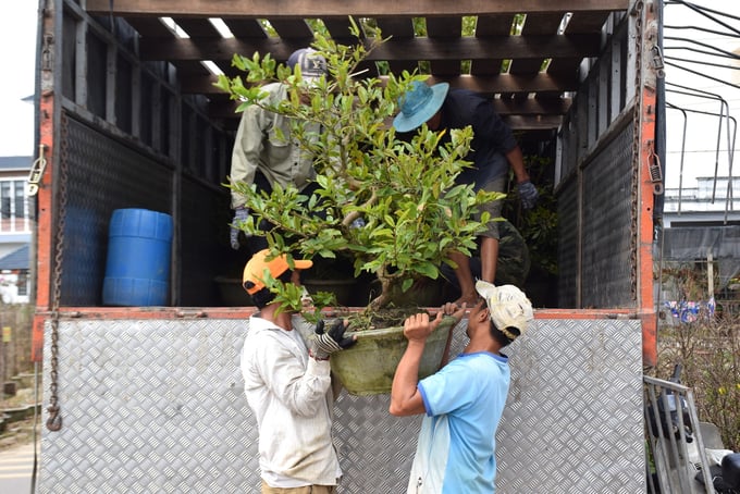 Những ngày này, tại làng mai Háo Đức, hiếm hoi lắm mới gặp cảnh thương vận chuyển mai nhưng với số lượng rất ít. Ảnh: V.Đ.T.