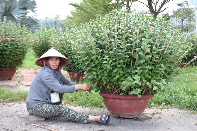 Dù đã bán cho thương lái nhưng chủ nhà vườn vẫn tích cực chăm sóc những chậu cúc. Ảnh: V.Đ.T.