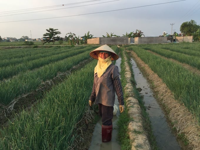 Vụ đông năm nay cây hành phát triển rất tốt nhờ thời tiết thuận lợi. Ảnh: Hữu Vân.