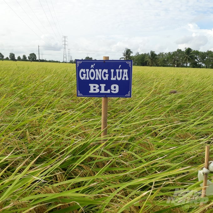 Giống lúa BL9. Ảnh: Trọng Linh.