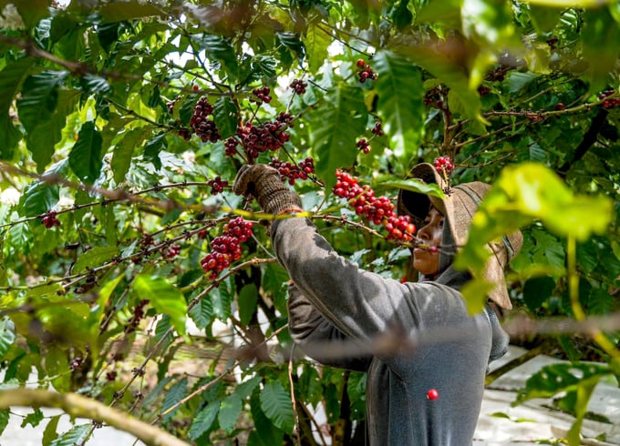 Nông dân Tây Nguyên thu hoạch cà phê. Ảnh: Thanh Sơn.