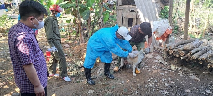 Lãnh đạo Chi cục Chăn nuôi và Thú y Thanh Hóa xuống trực tiếp hiện trường để giám sát tiêm phòng dại.