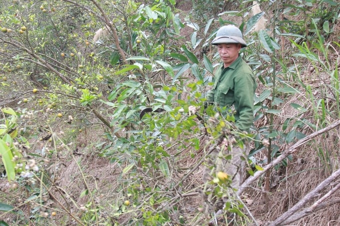 Một số loại cây trồng khác như quế, tre Bát Độ đang được trồng thay thế diện tích cam đã chết. Ảnh: Thanh Tiến.