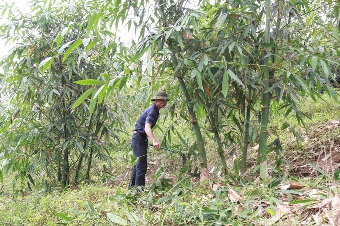 Do cả đồi cam đã chết trắng nên gia đình ông Việt phải chuyển đổi sang trồng tre Bát Độ lấy măng. Ảnh: Thanh Tiến.