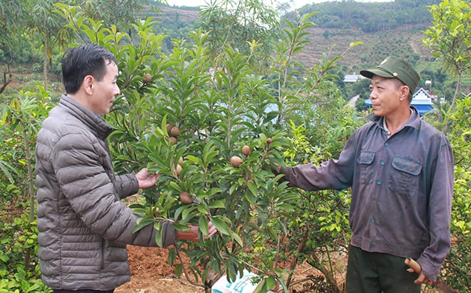 Một số hộ dân chuyển đổi sang trồng các loại cây ăn quả khác để tạo thu nhập mới. Ảnh: Thanh Tiến.