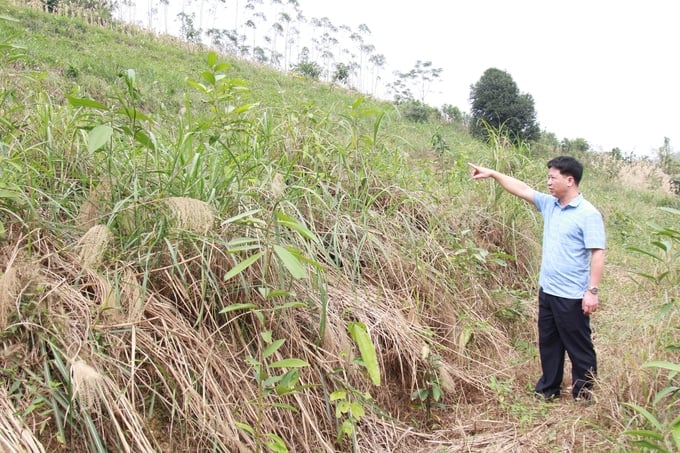 Những đồi cam bạt ngàn trước đây đang dần được tái tạo bằng những cây trồng khác, hiệu quả kinh tế không bằng cam nhưng có tính ổn định. Ảnh: Thanh Tiến.