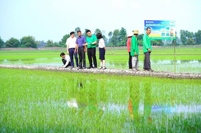 Cánh đồng mơ ước của bà con Mỹ Thành Nam hướng tới sản xuất hữu cơ. Ảnh: Minh Đảm.