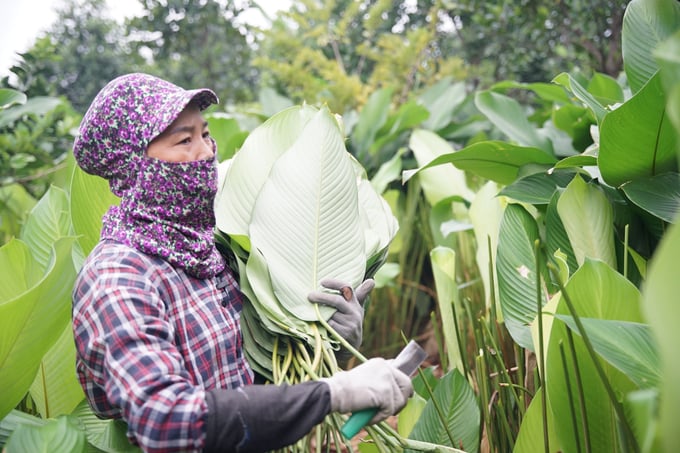 Lá dong tại Tràng Cát chủ yếu là giống dong nếp có hình dáng hơi phình ra ở phần cuống, cuống nhỏ. Ảnh: Diệu Linh.