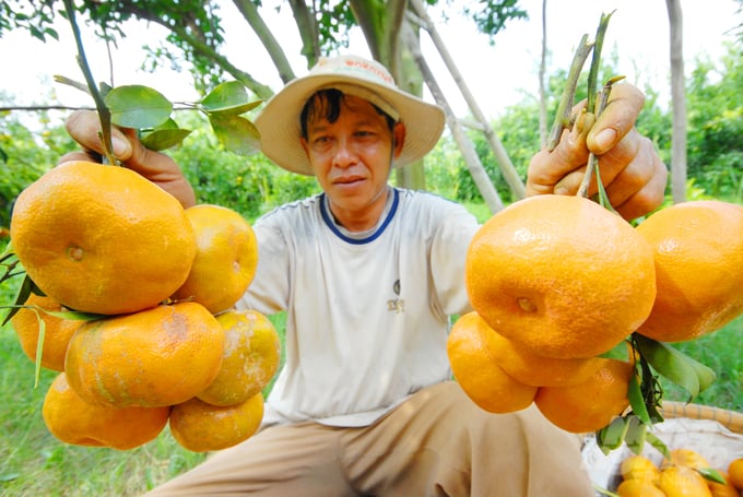 Thách thức lớn nhất hiện nay trong chuỗi giá trị nông sản là vấn đề liên kết sản xuất. Ảnh: Lê Hoàng Vũ.