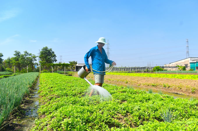 Sản xuất rau an toàn ở huyện Châu Thành, tỉnh Tiền Giang. Ảnh: Minh Đảm.