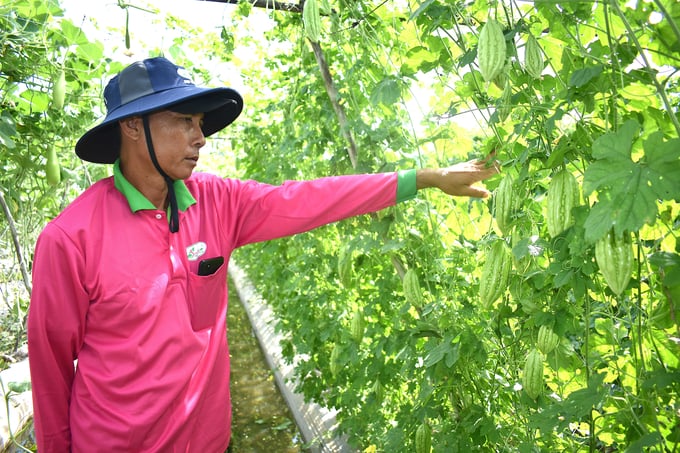 Dàn khổ qua trĩu cành của nông dân Hồ Văn Tuấn ở xã Thiện Trí, huyện Cái Bè. Ảnh: Minh Đảm.