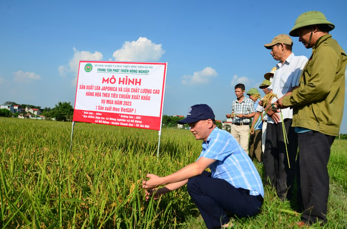 Mô hình canh tác lúa Nhật. Ảnh: Dương Đình Tường.