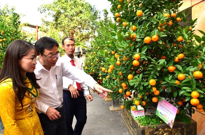 Khách tham quan cùng bàn luận về các 'thí sinh' quất. Ảnh: Dương Đình Tường.