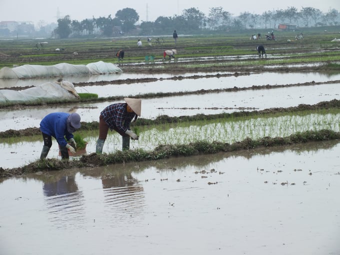 Tuyệt đối không cấy khi nhiệt độ trung bình ngày - đêm xuống dưới 15 độ C. Ảnh: Lê Bền.