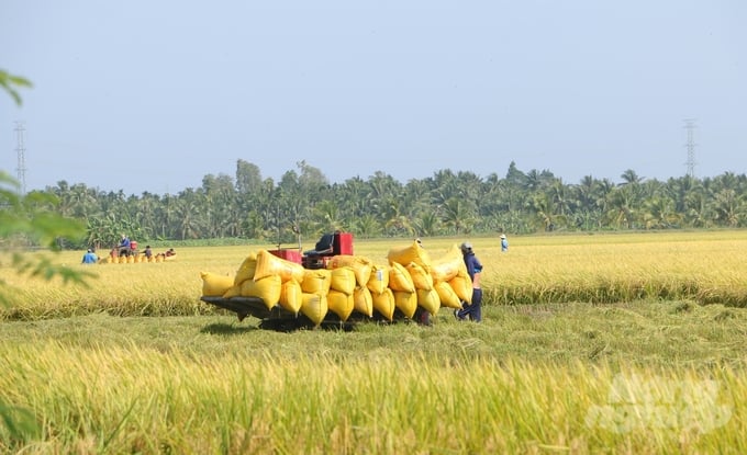 Vụ đông xuân 2023 – 2024, giá lúa ở Sóc Trăng cao nhất lịch sử trồng lúa của địa phương. Ảnh: Kim Anh.