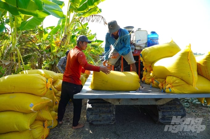 Thời gian gần đây, giá lúa đông xuân chững lại và sụt giảm nhẹ khoảng 200 – 650 đồng/kg. Ảnh: Kim Anh.