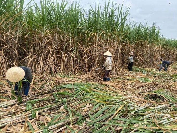 Nông dân phấn khởi vì năng suất, giá mía thu mua cao hơn niên vụ trước. Ảnh: KS.