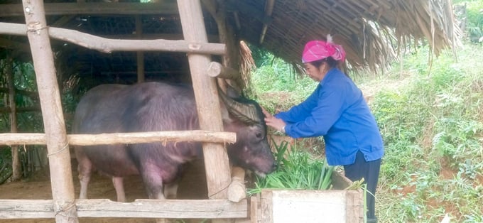 Mỗi con trâu có giá hàng chục triệu đồng nên việc chăm sóc cho chúng vào mùa đông luôn được chú trọng. Ảnh: T.N.