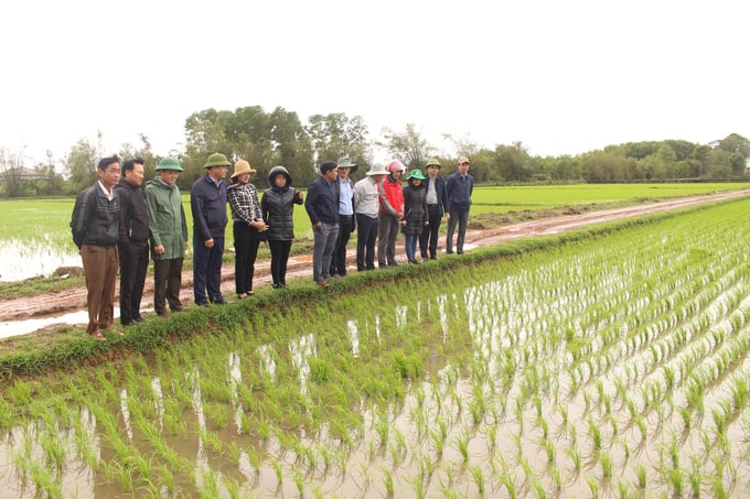 Đoàn công tác Sở NN-PTNT Quảng Trị kiểm tra tình hình lúa đông xuân tại huyện Vĩnh Linh. Ảnh: Việt Toàn.