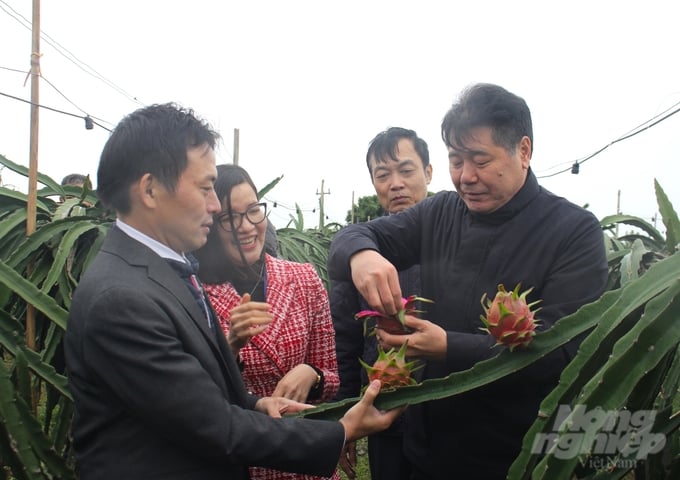 Nhờ áp dụng kỹ thuật chong đèn, giữa mùa đông, HTX Sản xuất và Kinh doanh nông sản sạch Bạch Đằng (thôn Đại Uyên, xã Bạch Đằng, thị xã Kinh Môn, Hải Dương) vẫn có thanh long dồi dào để bán với giá rất cao. Ảnh: Trung Quân.