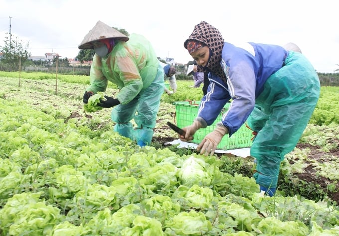 Nhờ Dự án hỗ trợ, các HTX và nông dân đã tiếp cận với tư duy sản xuất mới theo tiêu chuẩn cũng như kỹ năng bán hàng chuyên nghiệp. Ảnh: Trung Quân.